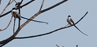 Forked Tail Flycatcher